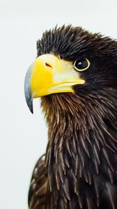 Preview wallpaper eagle, beak, bird