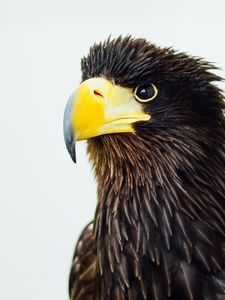 Preview wallpaper eagle, beak, bird