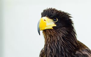 Preview wallpaper eagle, beak, bird