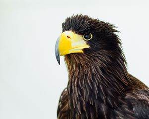 Preview wallpaper eagle, beak, bird