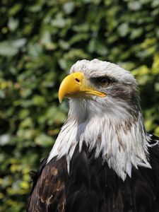 Preview wallpaper eagle, beak, bird, predator, blur