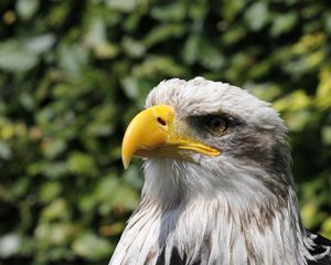 Preview wallpaper eagle, beak, bird, predator, blur