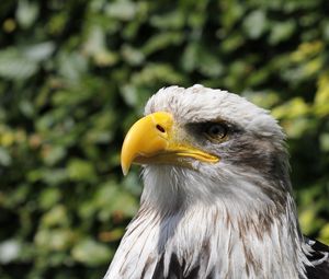 Preview wallpaper eagle, beak, bird, predator, blur