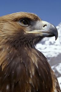 Preview wallpaper eagle, beak, bird, predator, dangerous