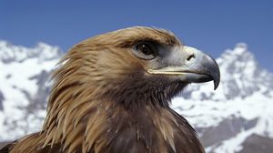 Preview wallpaper eagle, beak, bird, predator, dangerous