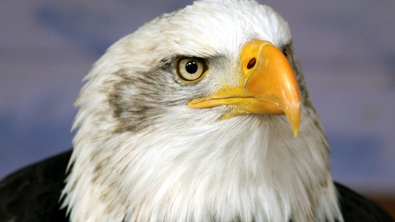 Wallpaper eagle, beak, bird, predator