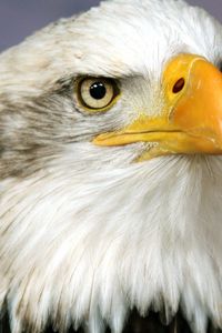 Preview wallpaper eagle, beak, bird, predator