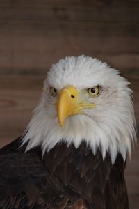 Preview wallpaper eagle, beak, bird, wildlife