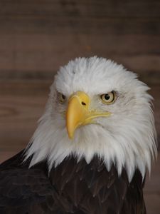 Preview wallpaper eagle, beak, bird, wildlife