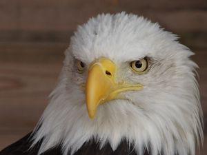 Preview wallpaper eagle, beak, bird, wildlife