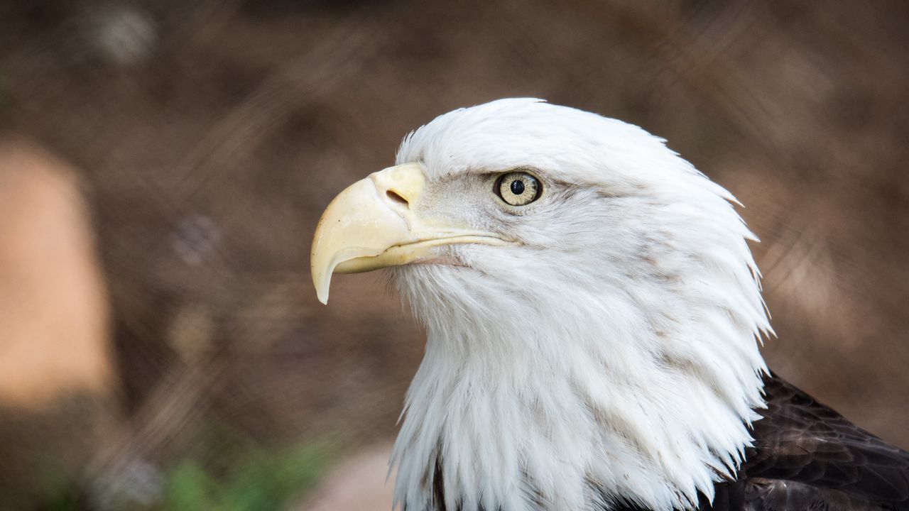 Wallpaper eagle, beak, bird, feathers, wildlife