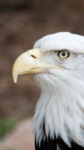 Preview wallpaper eagle, beak, bird, feathers, wildlife