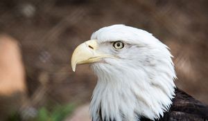 Preview wallpaper eagle, beak, bird, feathers, wildlife