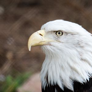 Preview wallpaper eagle, beak, bird, feathers, wildlife