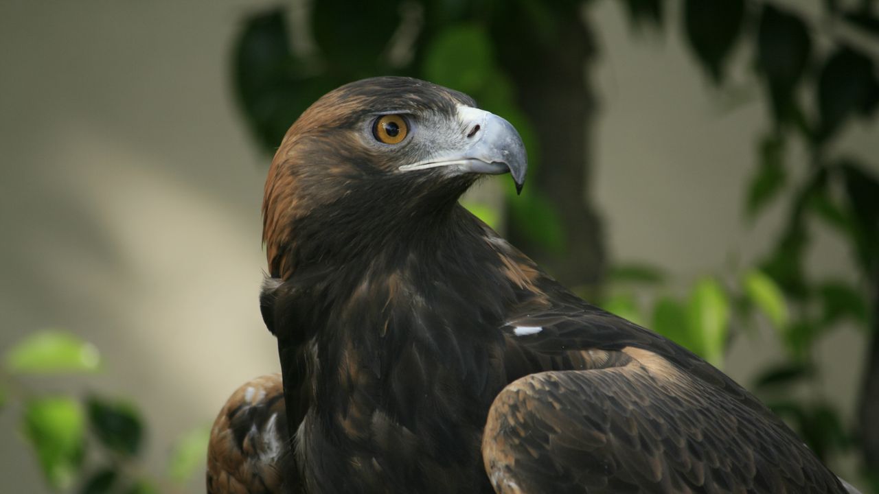 Wallpaper eagle, beak, eyes, bird, predator