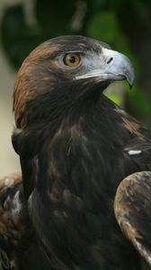 Preview wallpaper eagle, beak, eyes, bird, predator