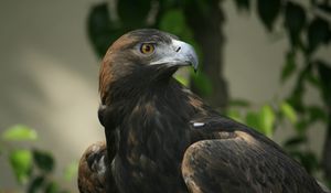 Preview wallpaper eagle, beak, eyes, bird, predator