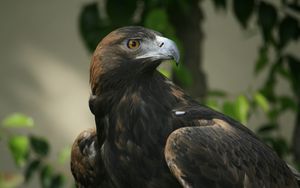 Preview wallpaper eagle, beak, eyes, bird, predator