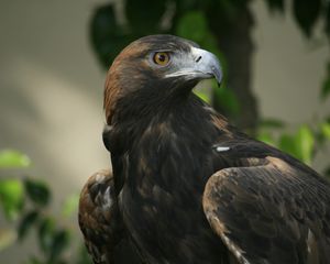 Preview wallpaper eagle, beak, eyes, bird, predator