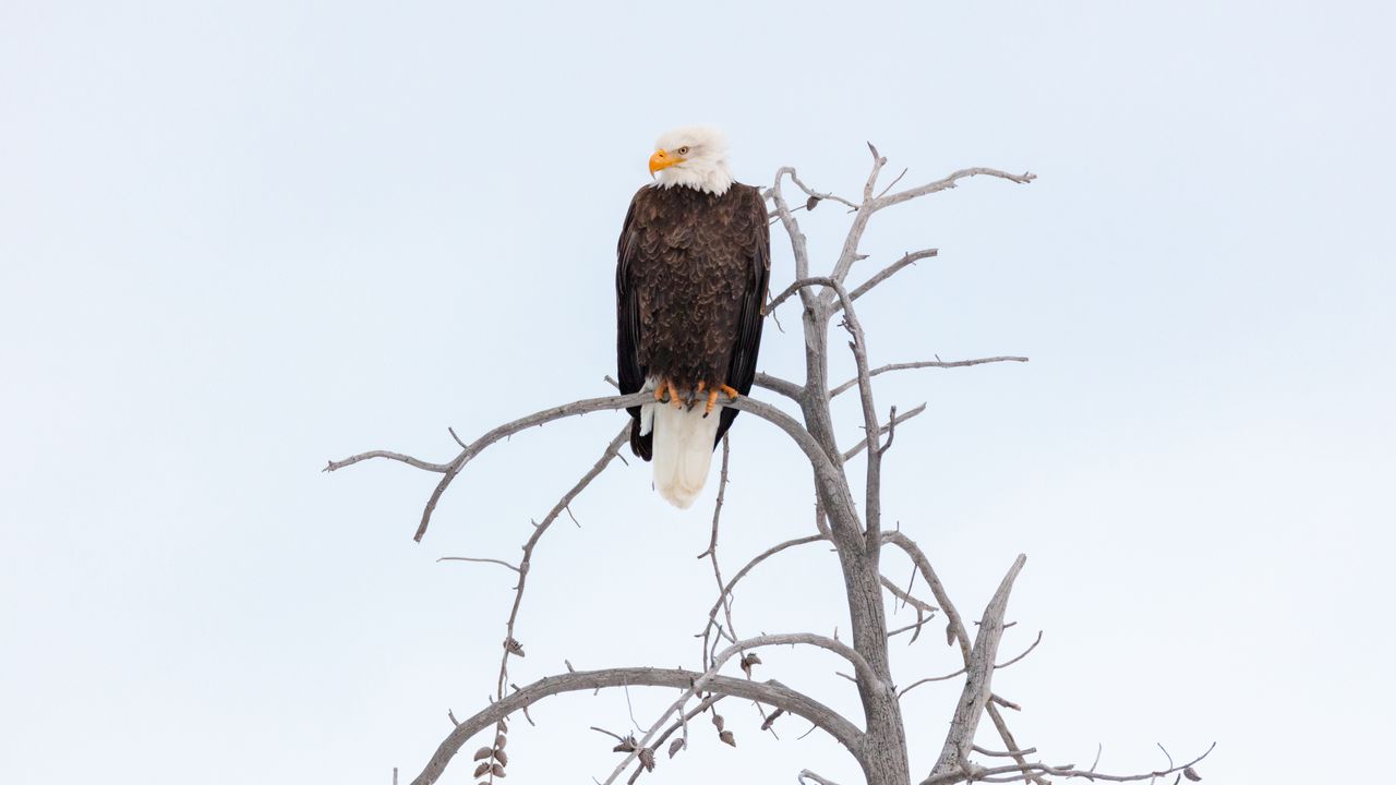 Wallpaper eagle, beak, feathers, branch