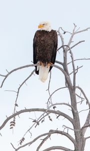 Preview wallpaper eagle, beak, feathers, branch