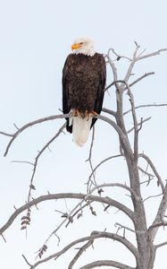 Preview wallpaper eagle, beak, feathers, branch