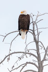 Preview wallpaper eagle, beak, feathers, branch