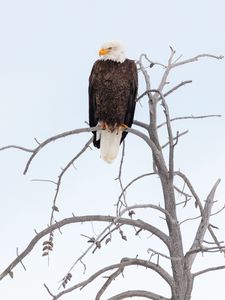 Preview wallpaper eagle, beak, feathers, branch