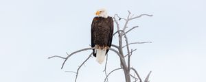 Preview wallpaper eagle, beak, feathers, branch