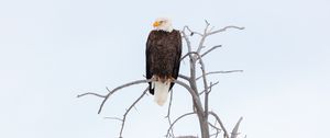 Preview wallpaper eagle, beak, feathers, branch