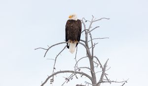 Preview wallpaper eagle, beak, feathers, branch