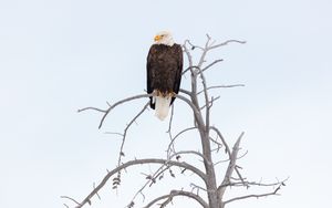 Preview wallpaper eagle, beak, feathers, branch