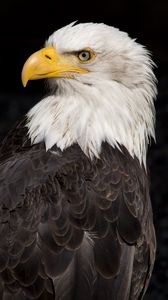 Preview wallpaper eagle, beak, feathers, bird