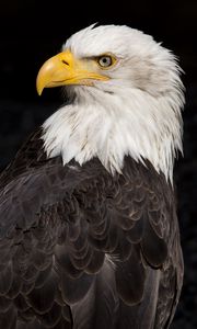 Preview wallpaper eagle, beak, feathers, bird