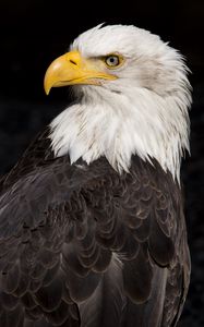 Preview wallpaper eagle, beak, feathers, bird