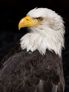Preview wallpaper eagle, beak, feathers, bird