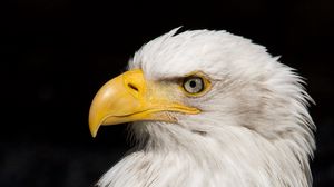 Preview wallpaper eagle, beak, feathers, bird