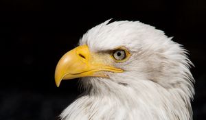 Preview wallpaper eagle, beak, feathers, bird