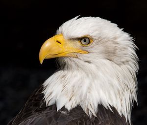 Preview wallpaper eagle, beak, feathers, bird