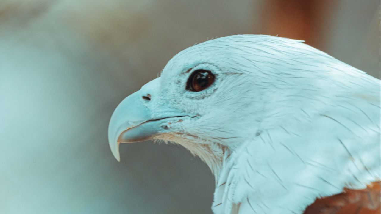 Wallpaper eagle, beak, feathers, bird, wildlife