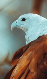 Preview wallpaper eagle, beak, feathers, bird, wildlife