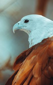 Preview wallpaper eagle, beak, feathers, bird, wildlife