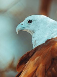 Preview wallpaper eagle, beak, feathers, bird, wildlife