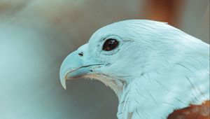 Preview wallpaper eagle, beak, feathers, bird, wildlife