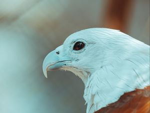 Preview wallpaper eagle, beak, feathers, bird, wildlife