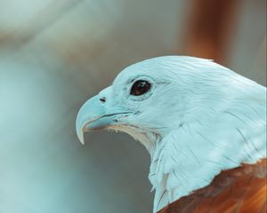 Preview wallpaper eagle, beak, feathers, bird, wildlife