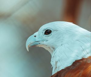 Preview wallpaper eagle, beak, feathers, bird, wildlife