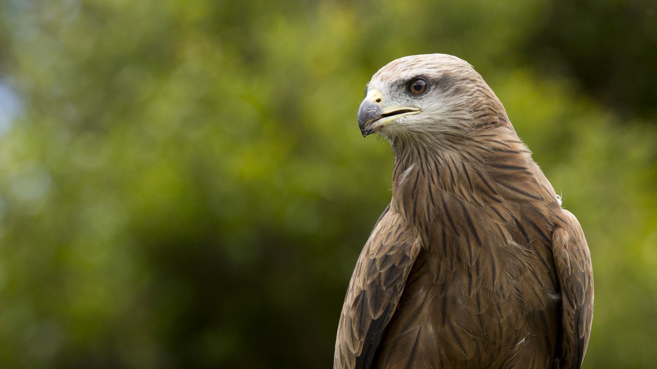 Wallpaper eagle, beak, predator, feathers
