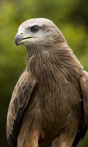 Preview wallpaper eagle, beak, predator, feathers