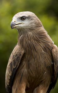 Preview wallpaper eagle, beak, predator, feathers